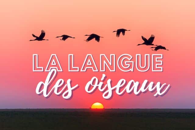 Si vous avez vécu un passé douloureux, cette technique peut vous permettre, avant de faire la paix avec votre passé. De comprendre plus aisément ces situations compliquées, et de faire un point sur comment vous vous sentez face à elles. La langue des oiseaux va donner un sens aux phrases, aux mots et plus particulièrement aux lettres. Cette méthode fait appel à plusieurs procédés (les inversions, les anagrammes etc). Faites un point dans votre vie, avec moi, grâce à cette technique.